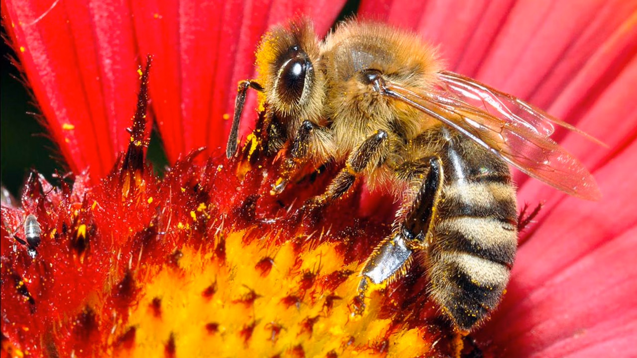 La crisis de los polinizadores en México